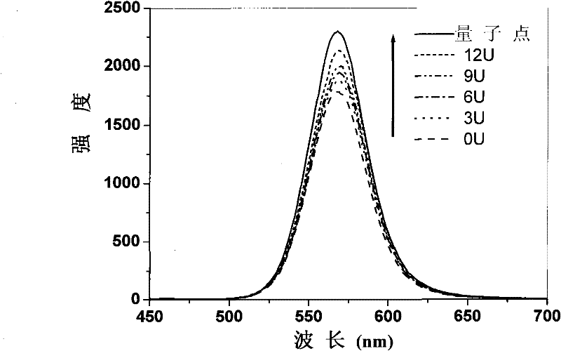 Method for detecting enzymatic activity by using quantum dot fluorescence