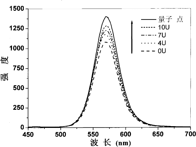 Method for detecting enzymatic activity by using quantum dot fluorescence