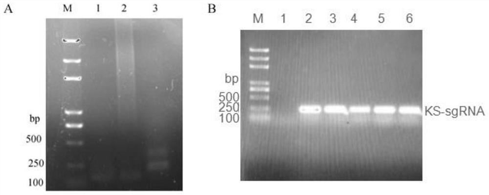 A CRISPR/Cas9 vector suitable for Phomopsis fs508 and its construction method and application