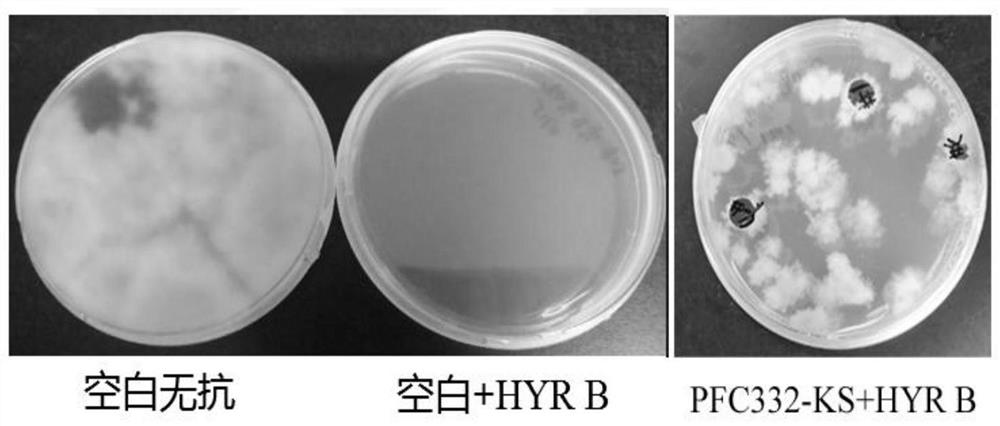 A CRISPR/Cas9 vector suitable for Phomopsis fs508 and its construction method and application