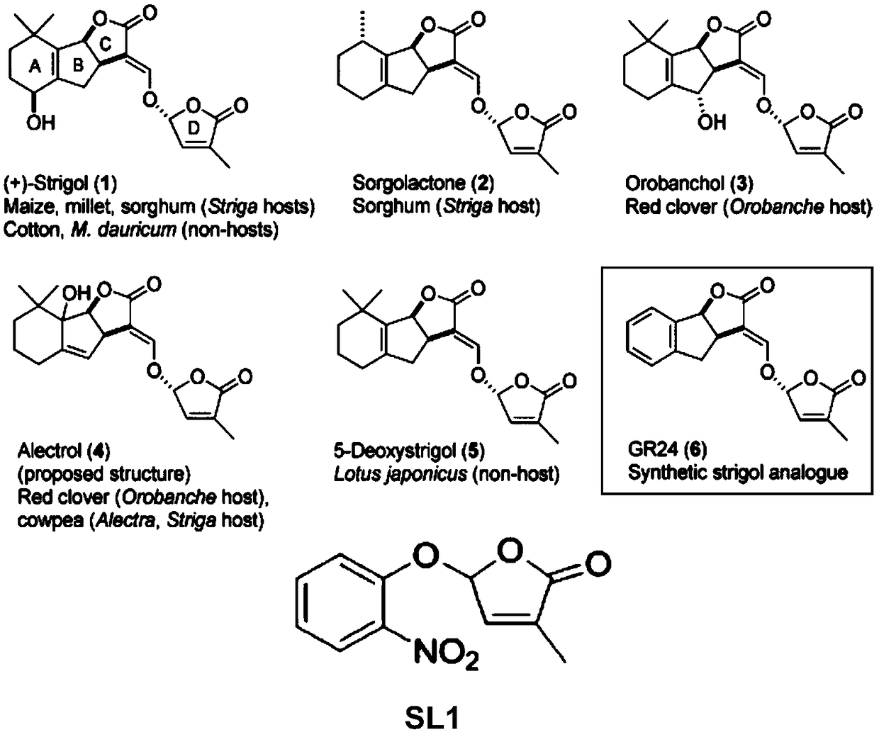 High-activity asiatic striga lactone derivative and preparation and application thereof