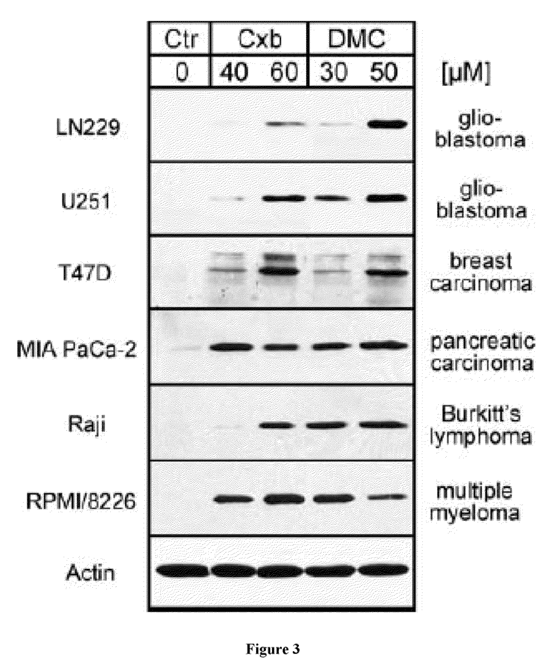 Methods and compositions for inducing apoptosis by stimulating ER stress