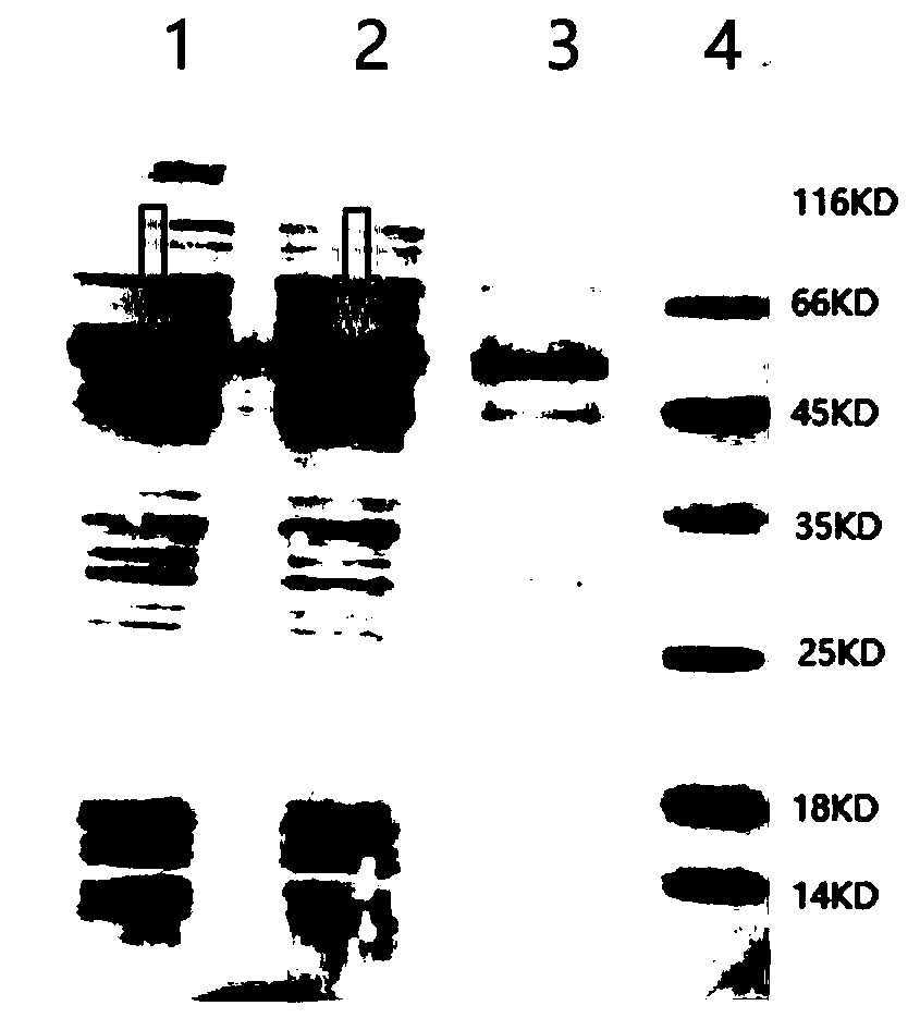 Fusion antigen for detecting echinococcosis, coding gene thereof, host cell and kit