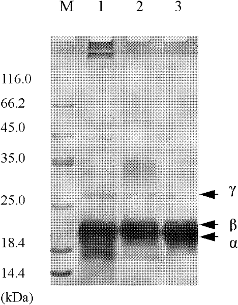 Method for separating and purifying phycoerythrin from bangia fusco-purpurea