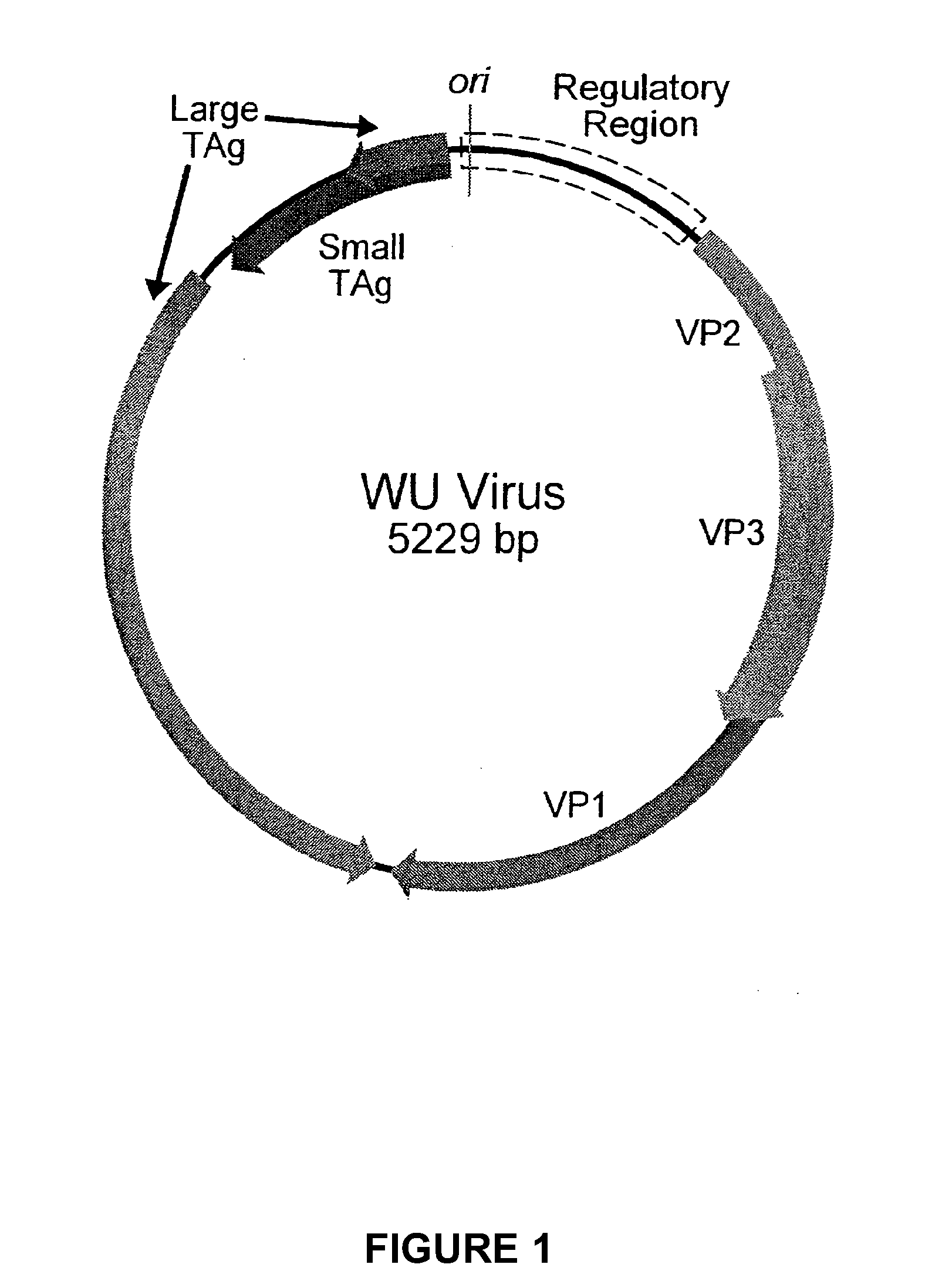Novel human polyomavirus