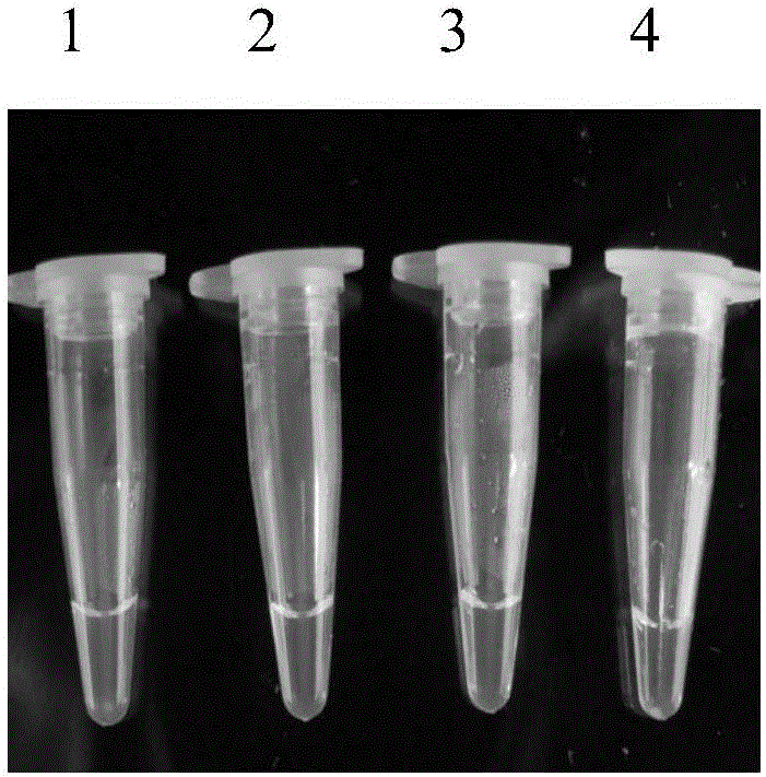 Molecular detection method of tea white scab leaves