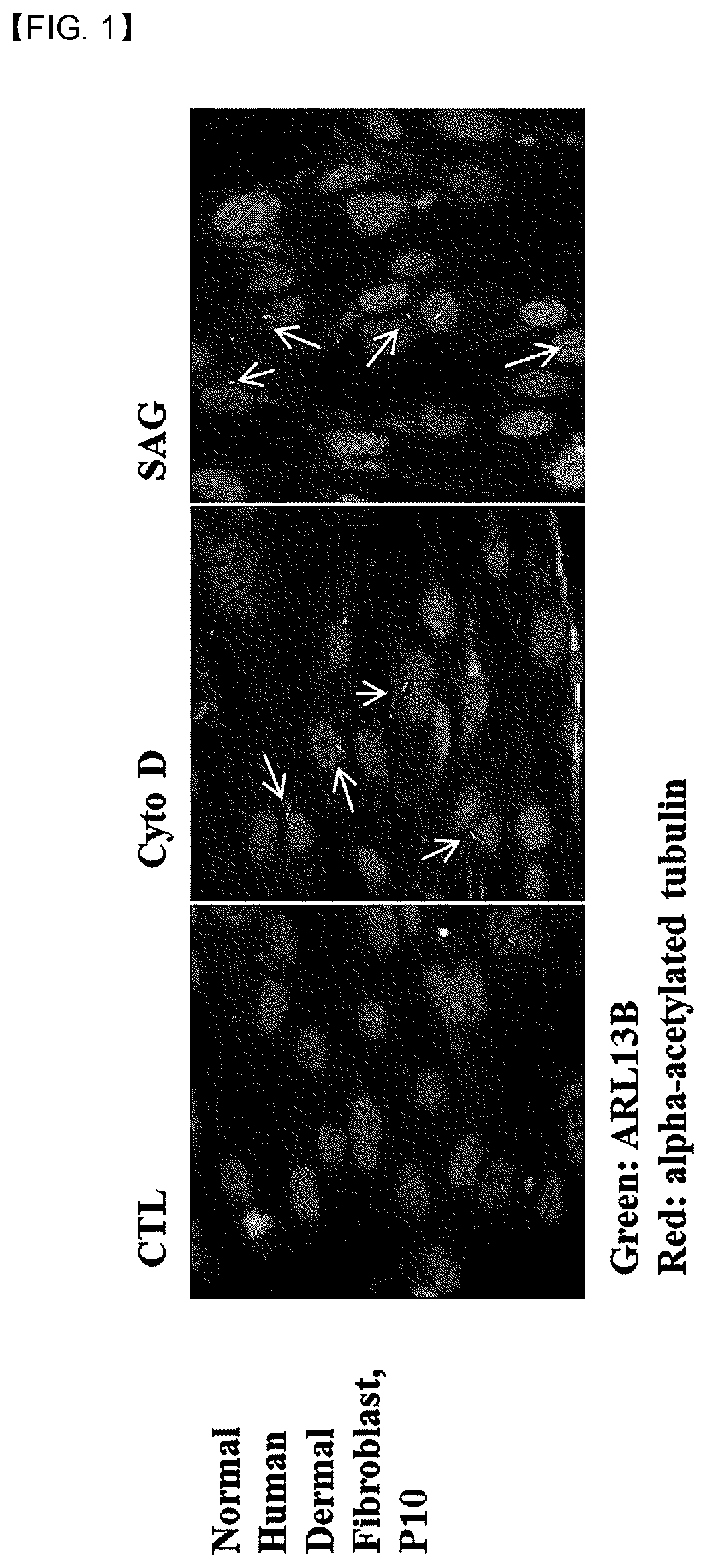 Antiaging composition comprising cytochalasin d or sag, and method for screening antiaging substance