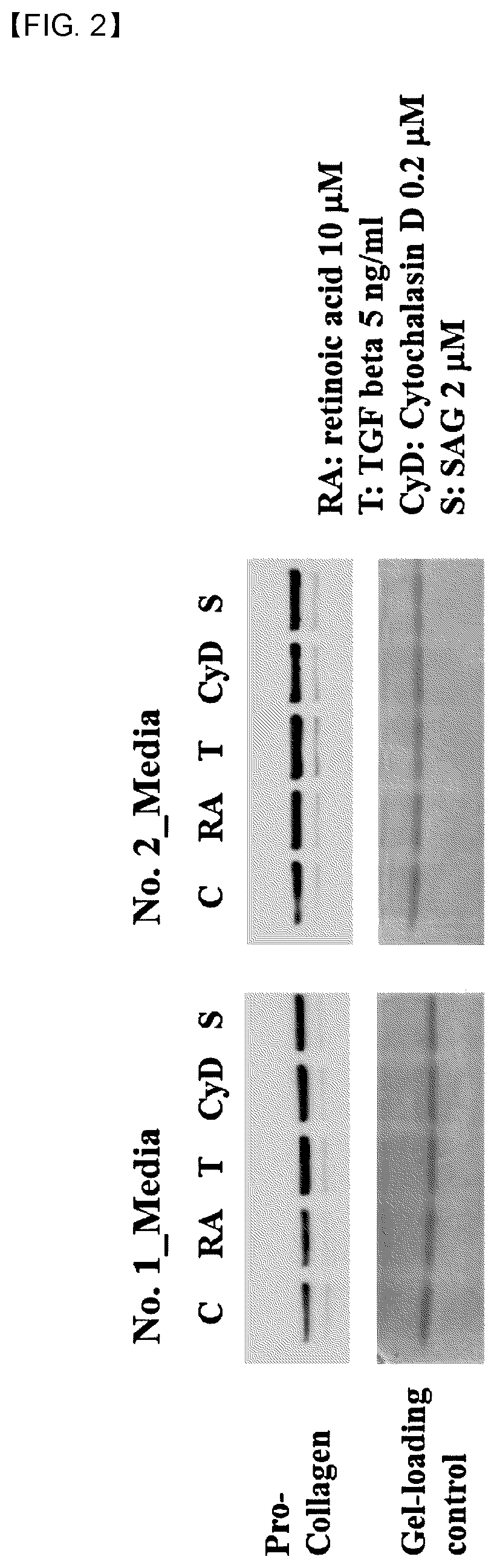 Antiaging composition comprising cytochalasin d or sag, and method for screening antiaging substance