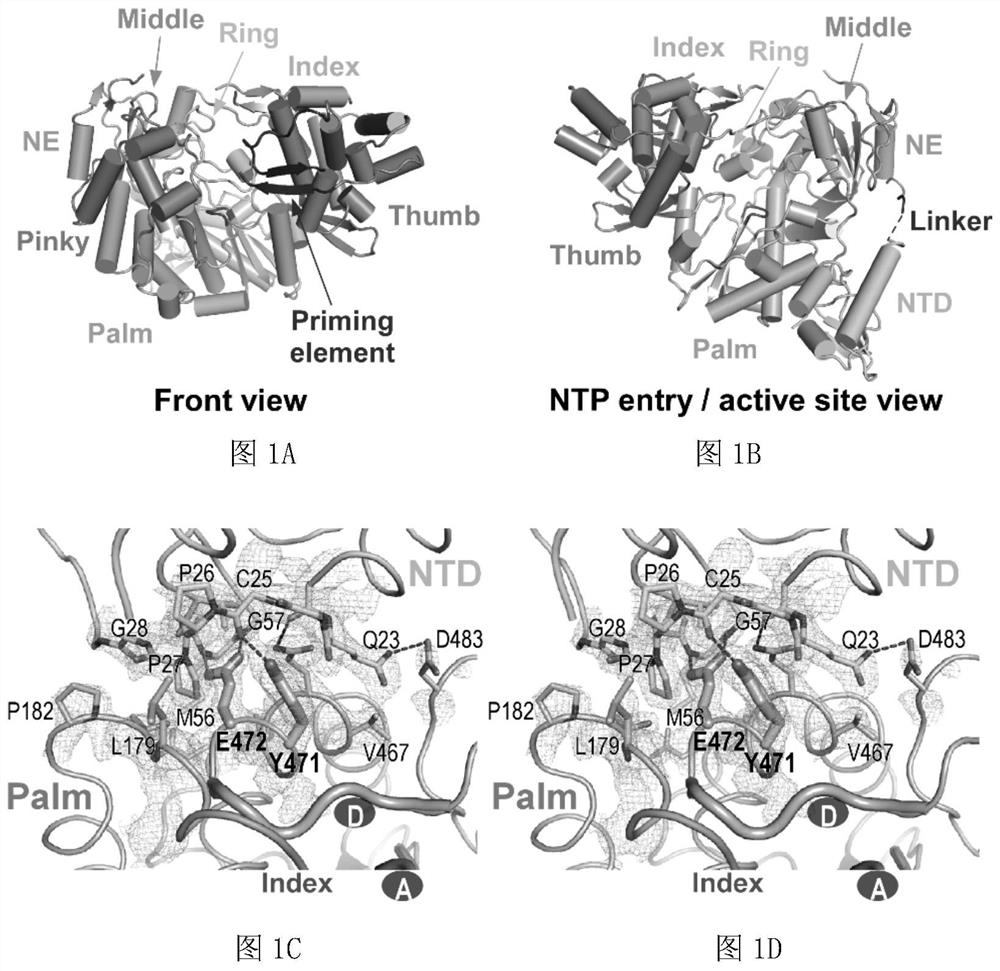 Fidelity mutant of swine fever virus ns5b protein and its application