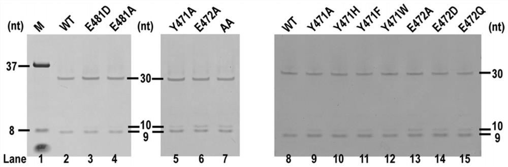 Fidelity mutant of swine fever virus ns5b protein and its application