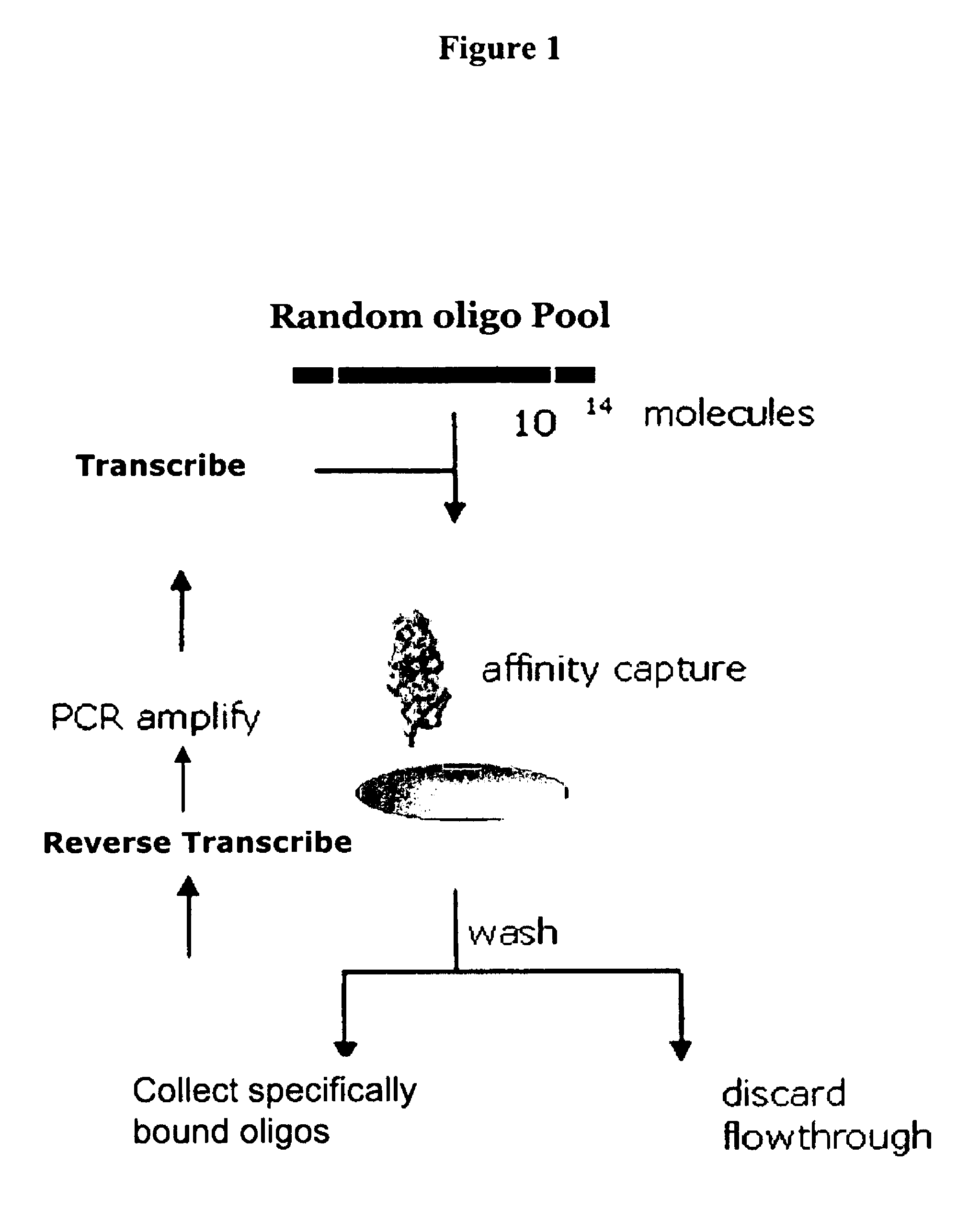 Materials and methods for the generation of fully 2′-modified nucleic acid transcripts