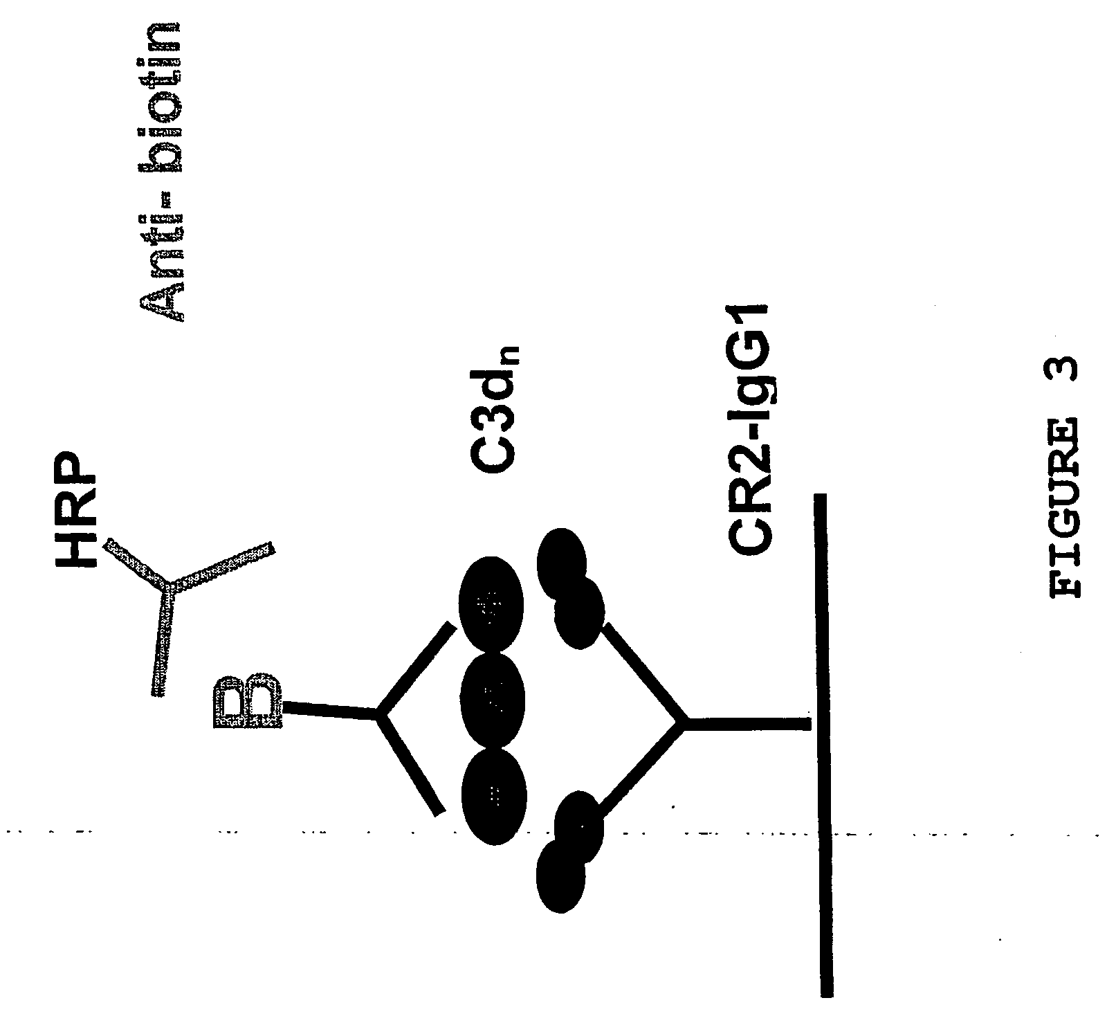 Multimeric complexes of antigens and adjuvants