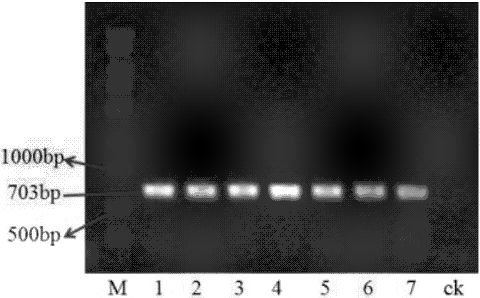 Method for improving hairy root induction efficiency and genetic transformation efficiency of bupleurum chinense, and application thereof