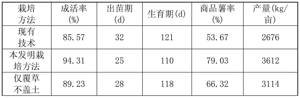 A kind of winter potato cultivation method