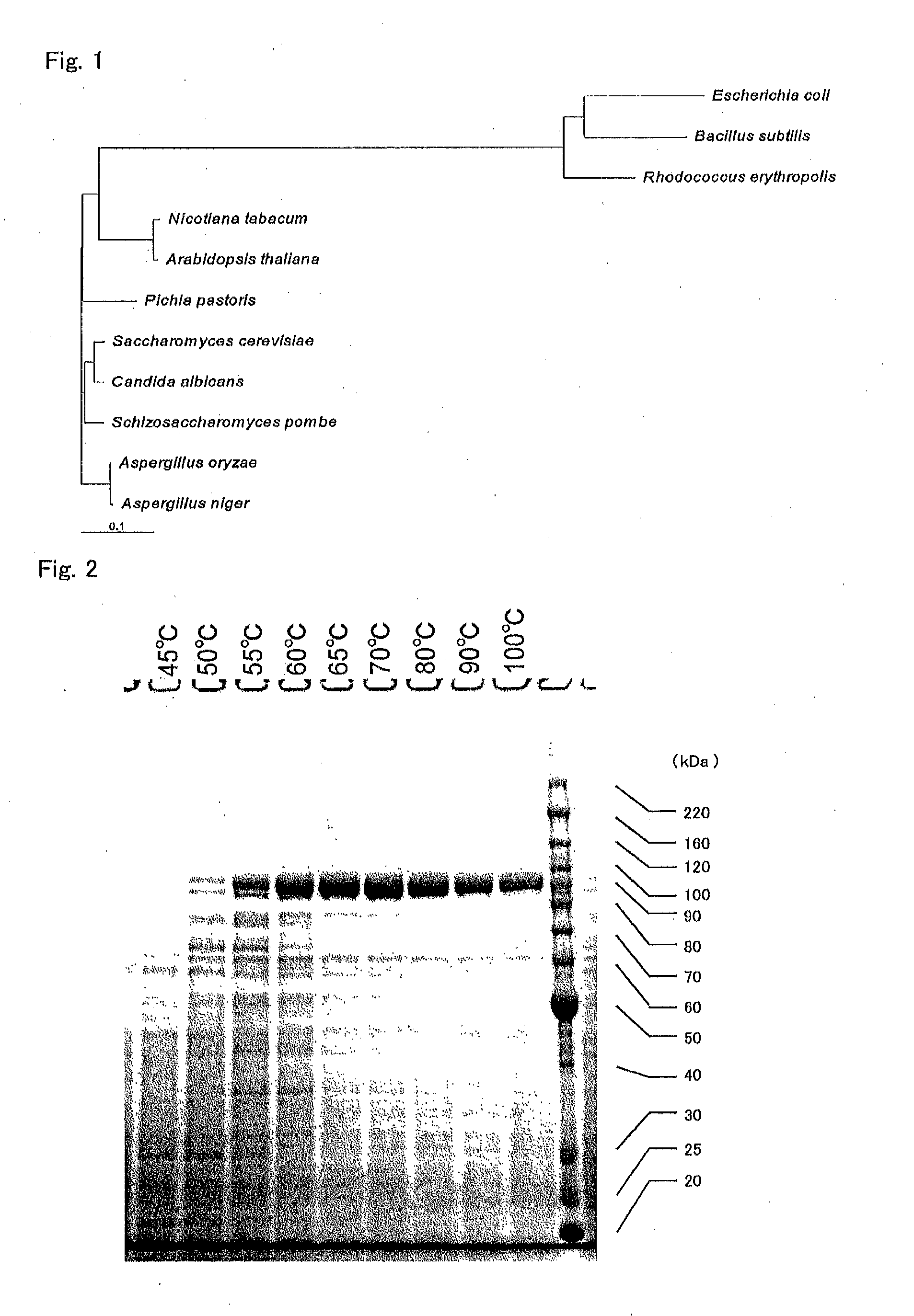 Enzyme preparation containing thermostable DNA polymerase, method for producing same, and method for detecting subject organism to be detected
