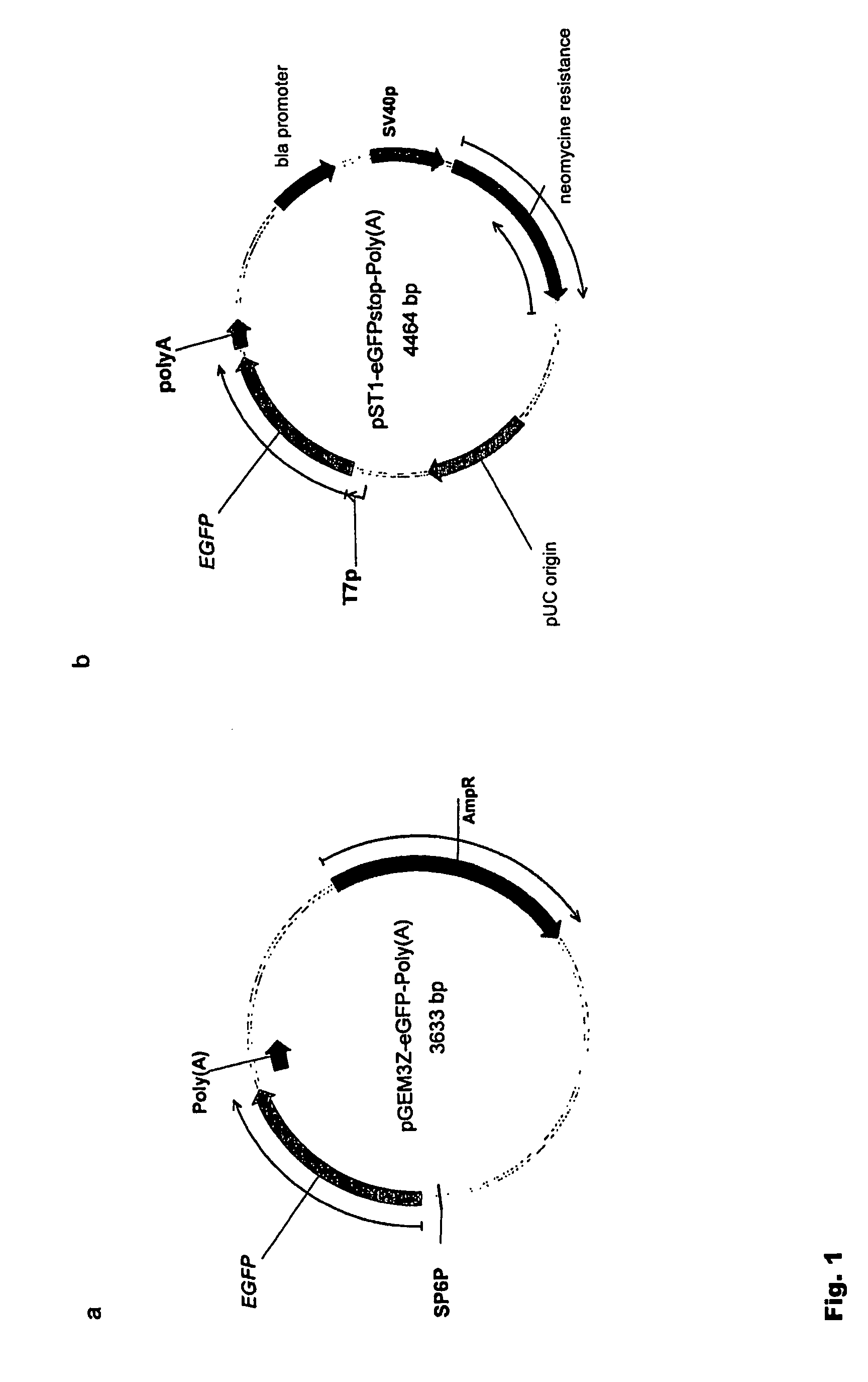 Modification of RNA, producing an increased transcript stability and translation efficiency