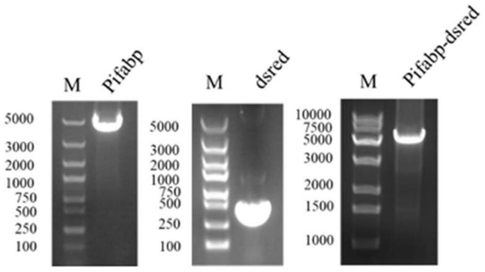 Method for incubating transgenic zebrafishes with intestinal-specific expression of red fluorescence