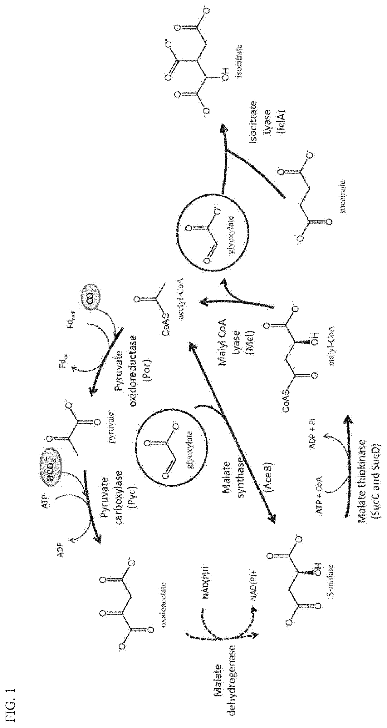 Plants with enhanced yield and methods of construction