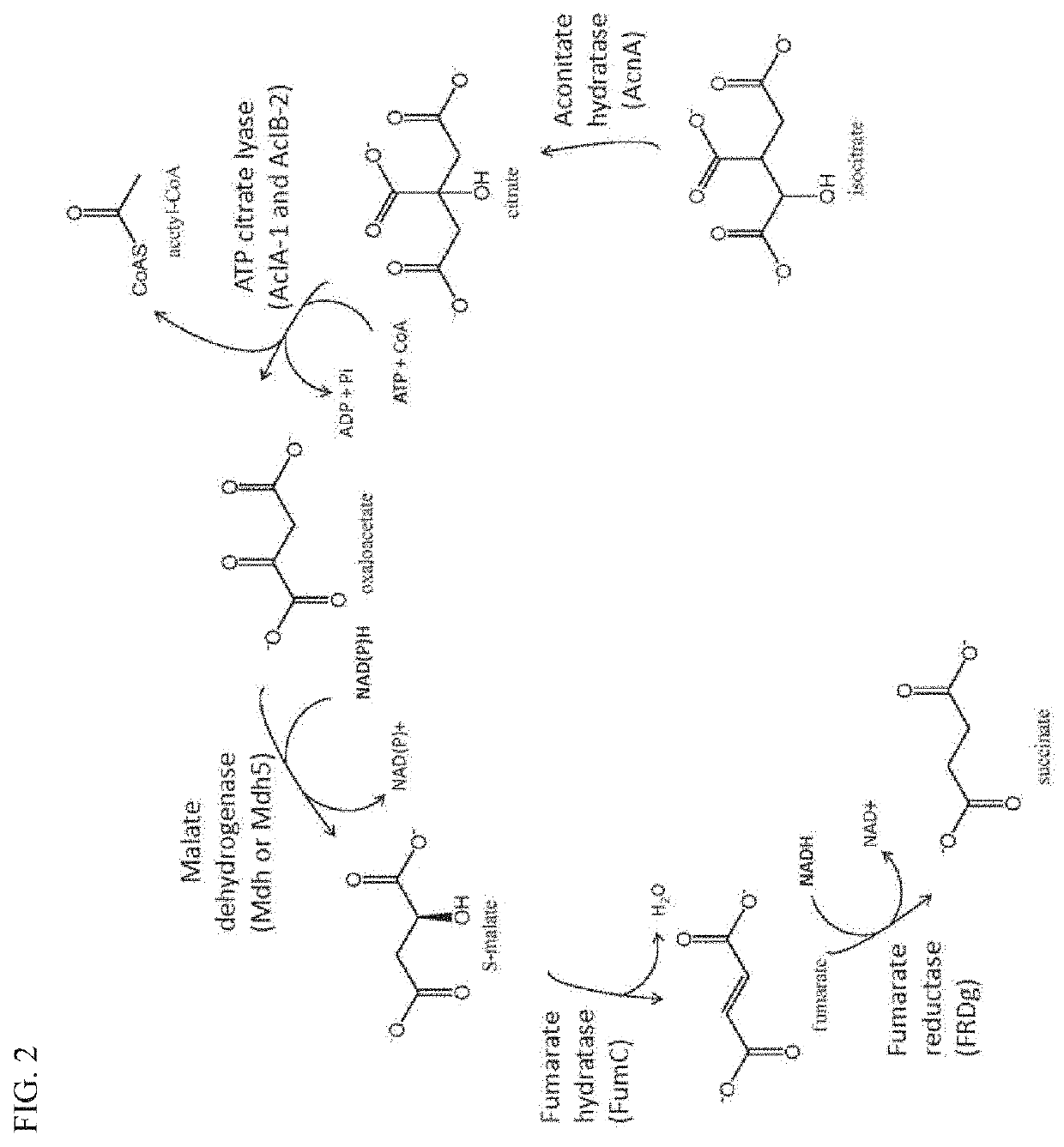 Plants with enhanced yield and methods of construction