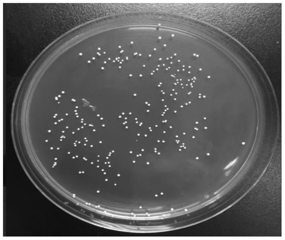 An ethanol-tolerant Lactobacillus plantarum and its application in fermented food
