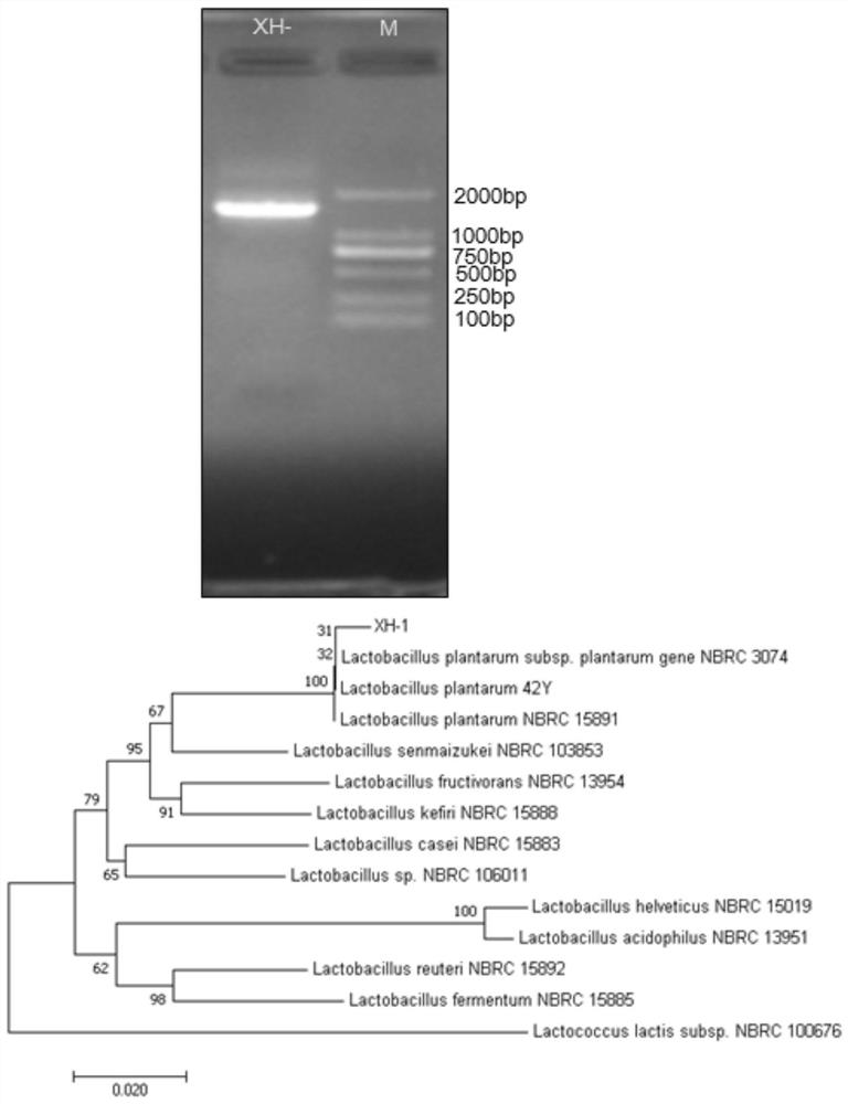 An ethanol-tolerant Lactobacillus plantarum and its application in fermented food