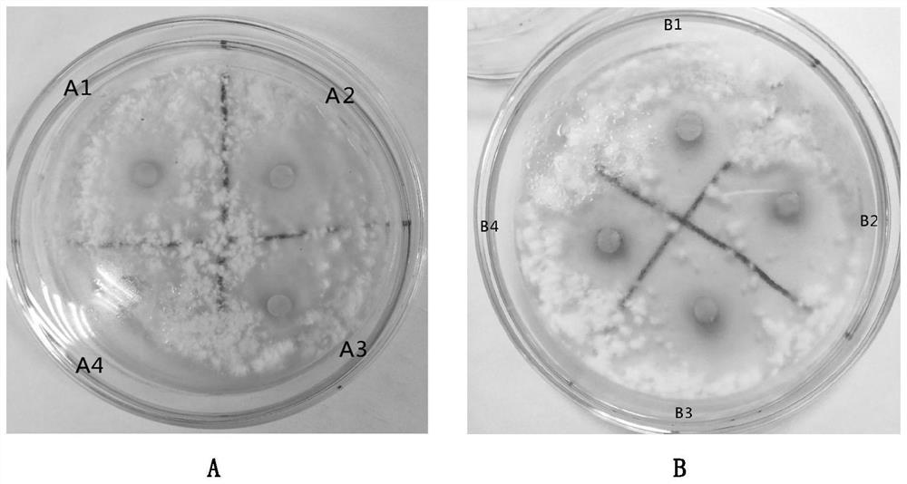 Preparation method of zingiber corallinum hance fermentation liquor and product and application thereof