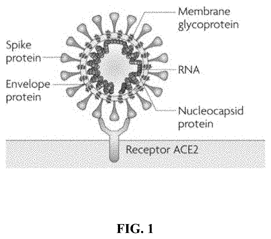 Methods and compositions for inhibiting enveloped viruses using high molecular weight hydrophobically modified alkali swellable emulsion polymers and surfactant