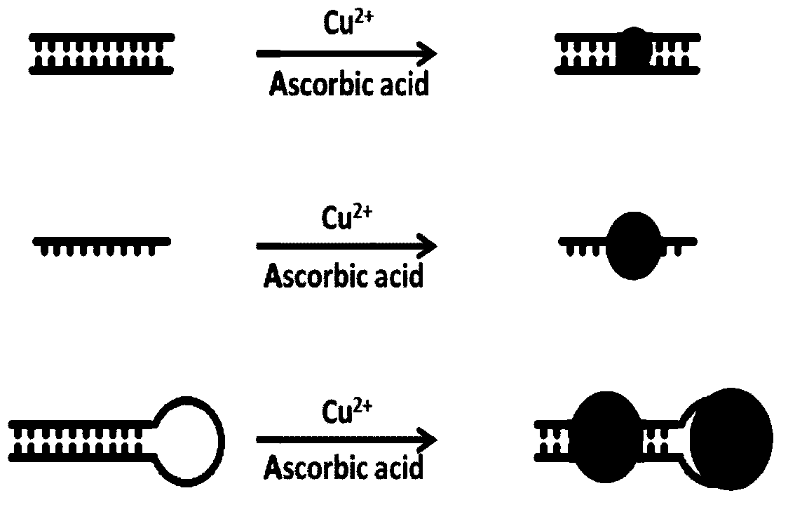 Hairpin-like DNA Templates of Fluorescent Copper Nanoclusters and Their Applications