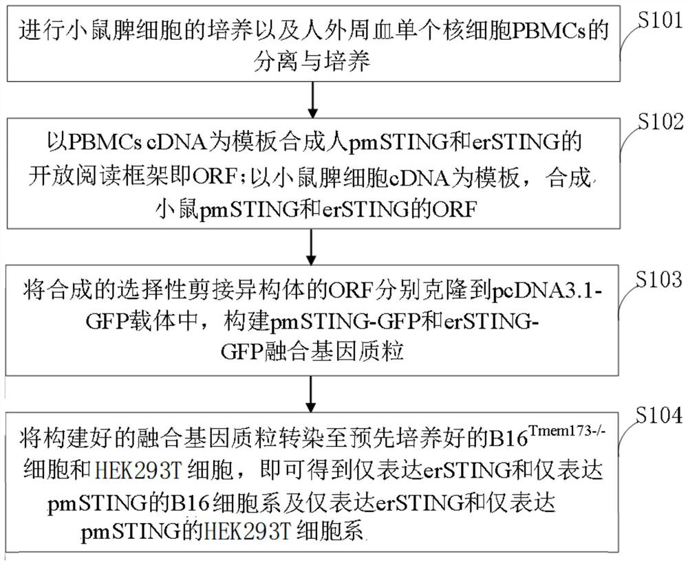 Specific STING expression isomer, cell line, preparation method and application