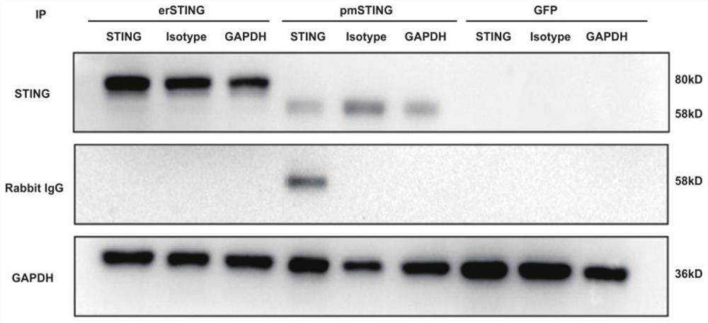 Specific STING expression isomer, cell line, preparation method and application