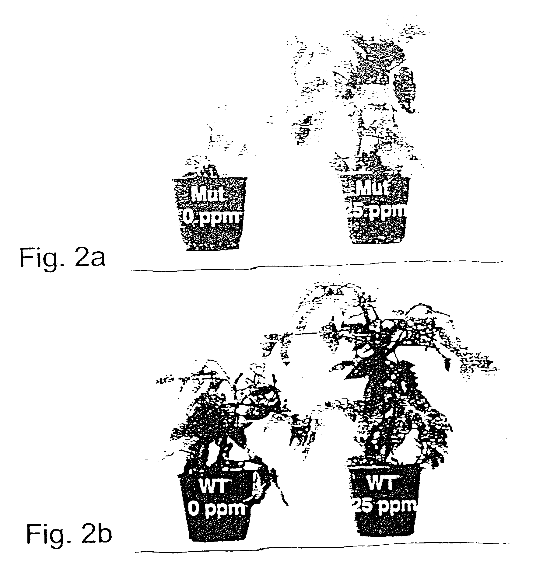 Isolated polynucleotide encoding a novel phosphate transporter in plants and a method of modulating phosphate uptake in plants