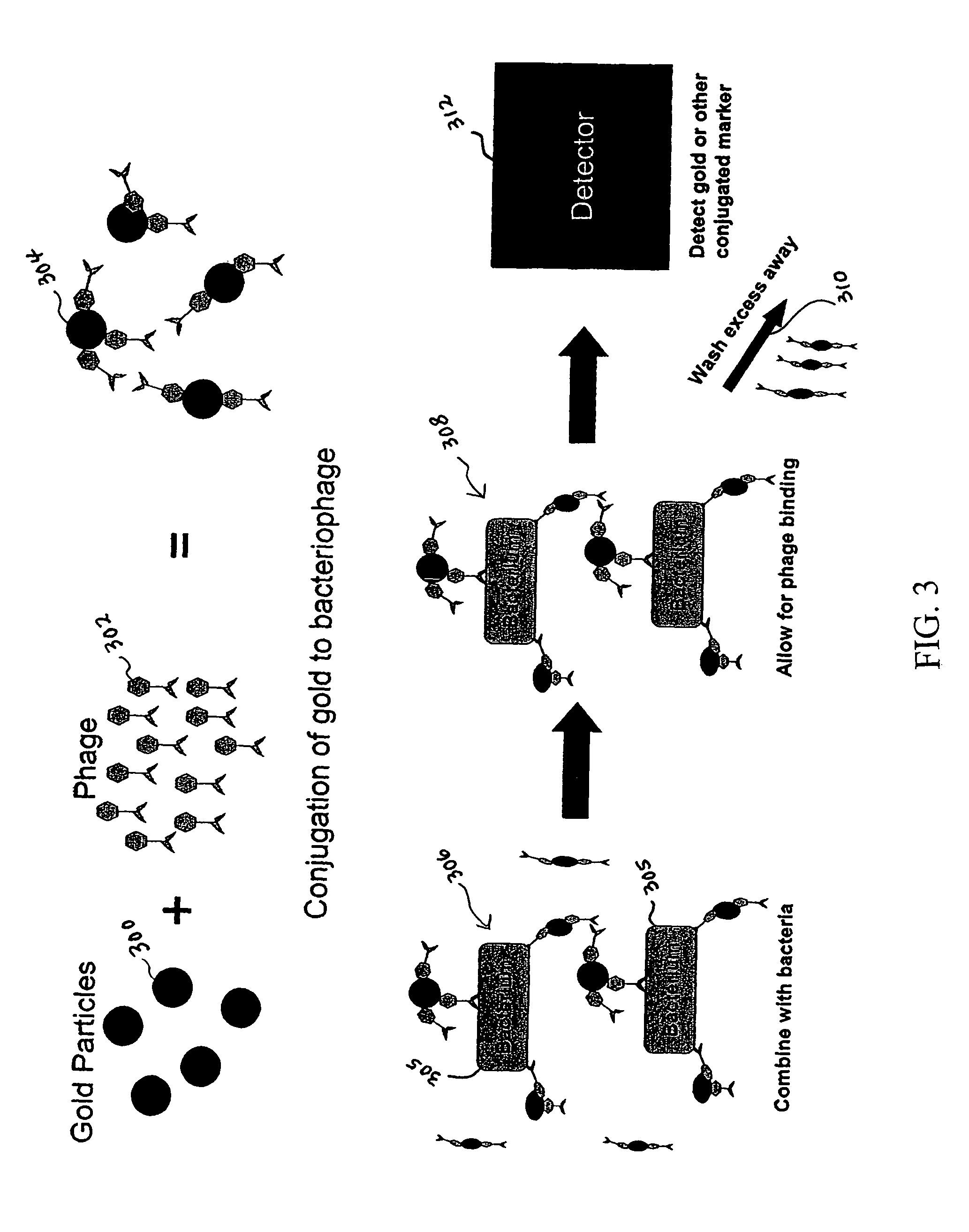 Apparatus and method for detecting microscopic organisms using bacteriophage