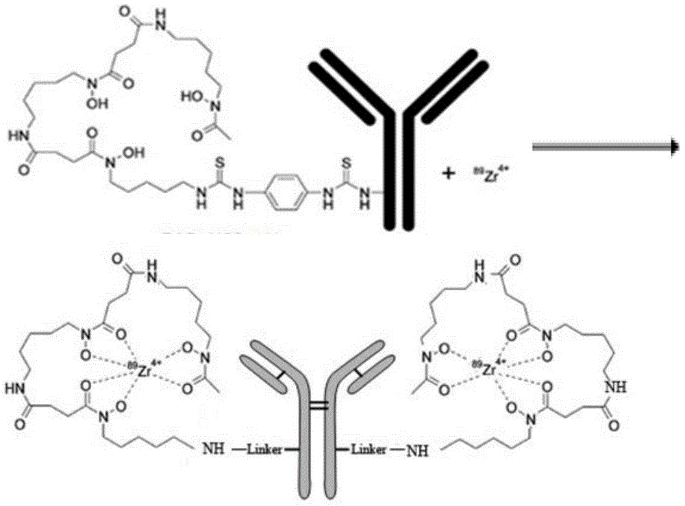 Mark product of &lt;89&gt;Zr marked denosumab, and preparation method and application thereof