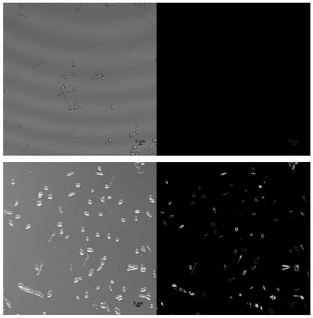 Recombinant yarrowia lipolytica for expressing myrosinase TGG4 and application of recombinant yarrowia lipolytica