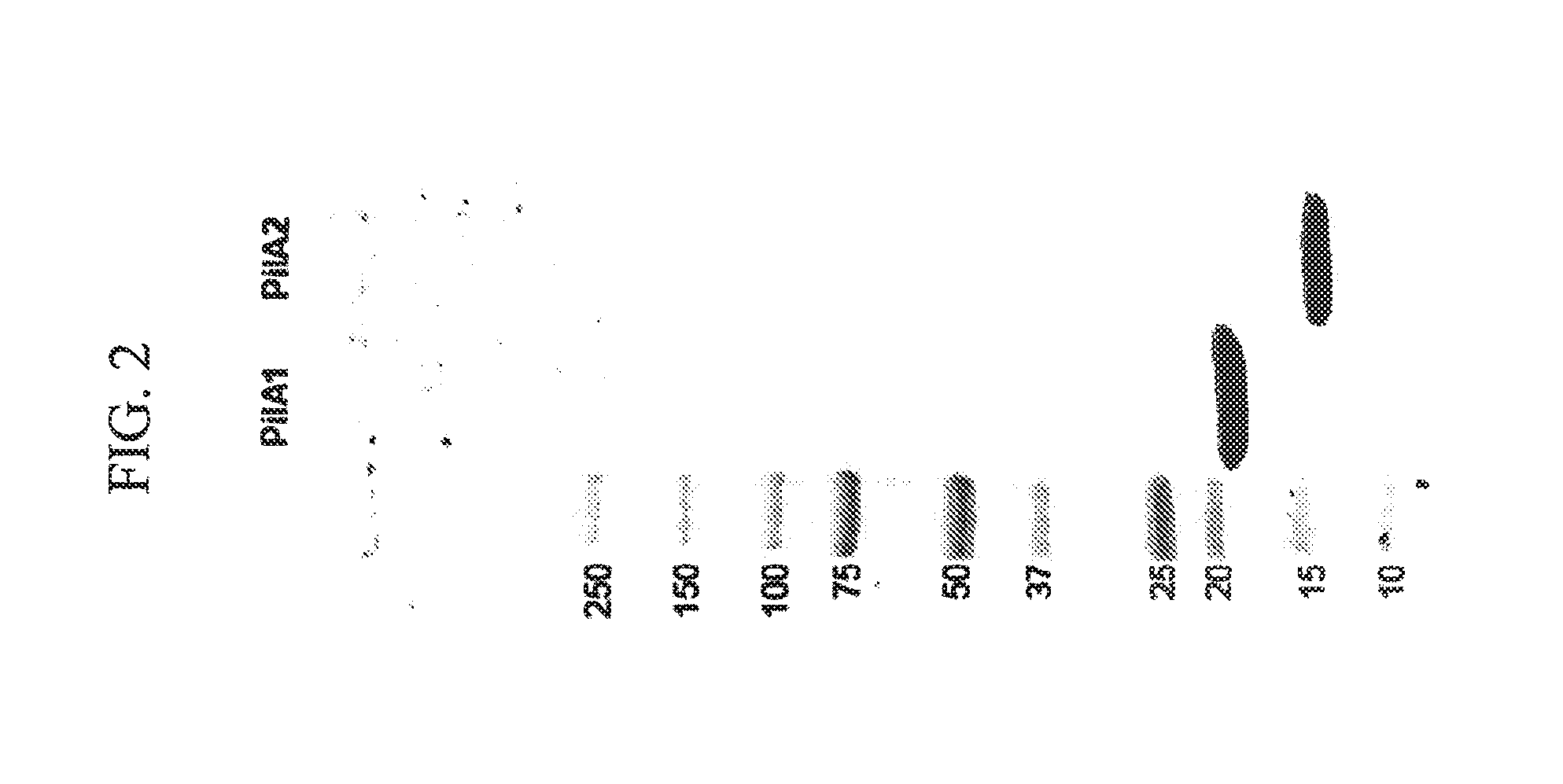 Engineered type IV pilin of <i>Clostridium difficile </i>