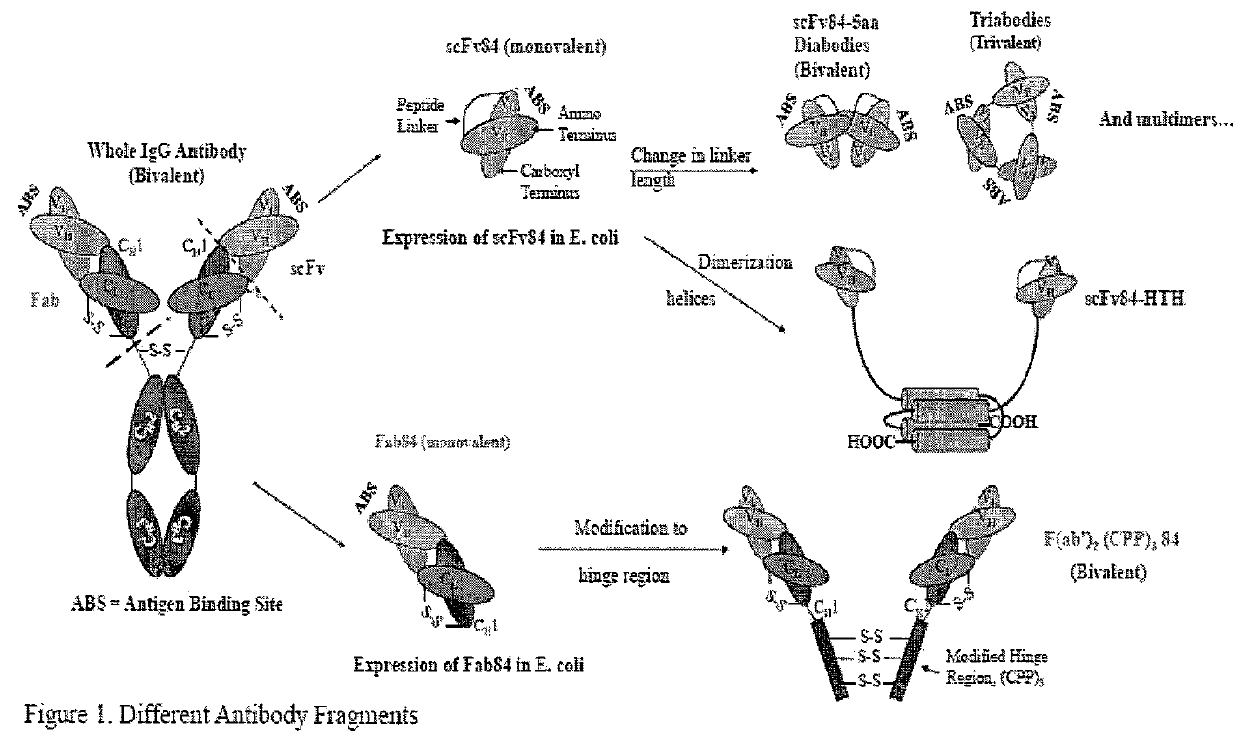 Podocalyxin-like-protein-1 binding antibody molecule