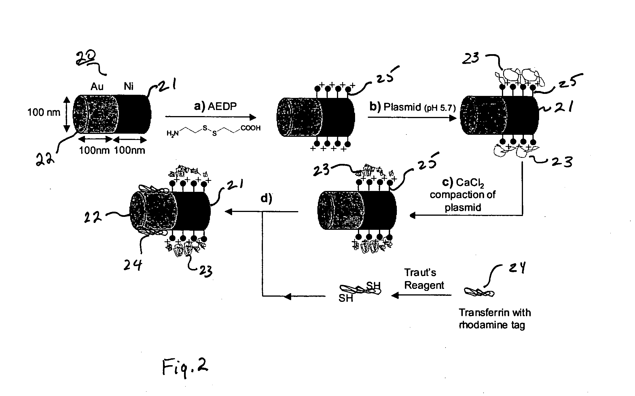 Methods and products for delivering biological molecules to cells using multicomponent nanostructures