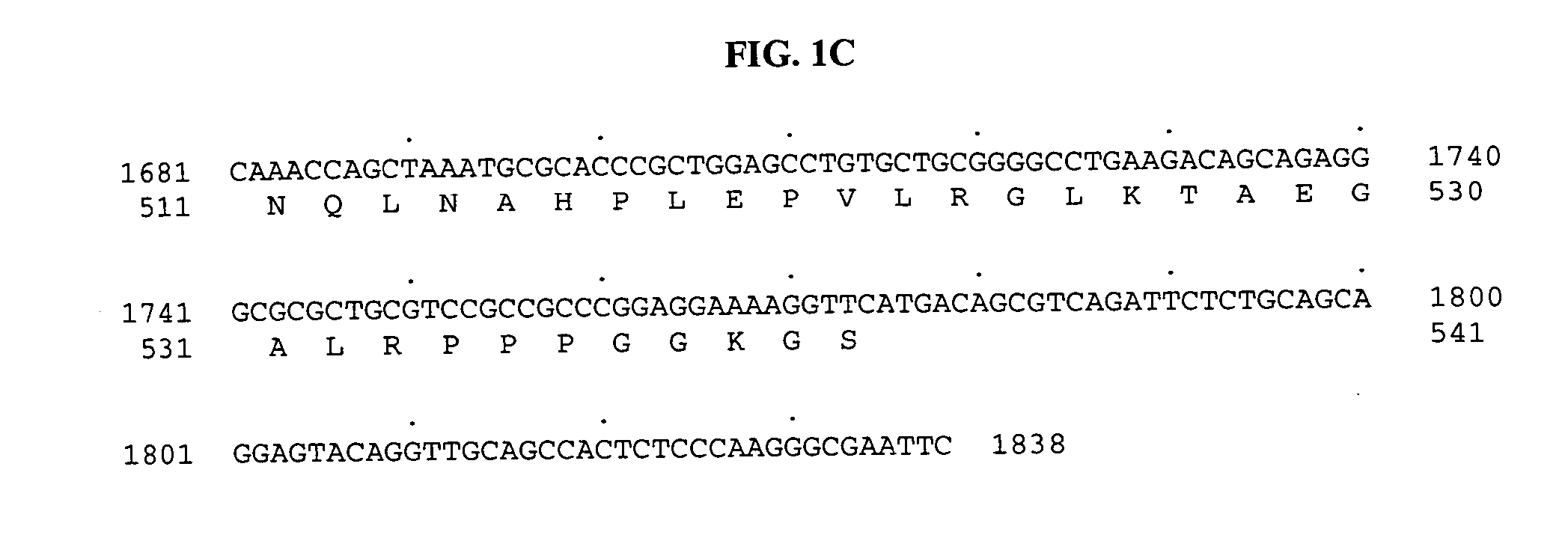 Polynucleotides encoding a novel testis-specific tubulin tyrosine-ligase-like protein, BGS42