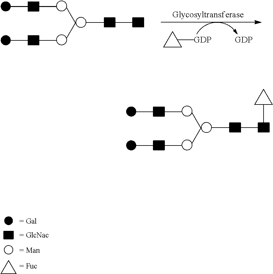 Methods of modulating fucosylation of glycoproteins