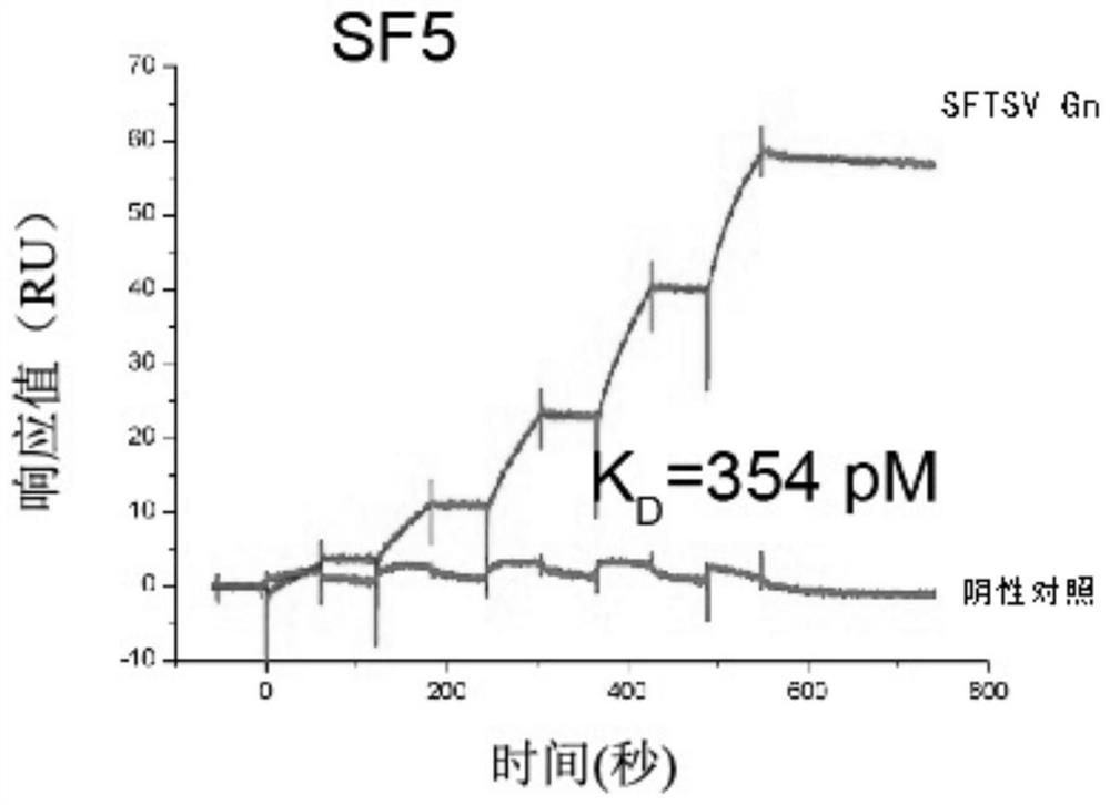 Human monoclonal antibody specifically binding to envelope protein Gn of severe fever with thrombocytopenia syndrome virus and application thereof