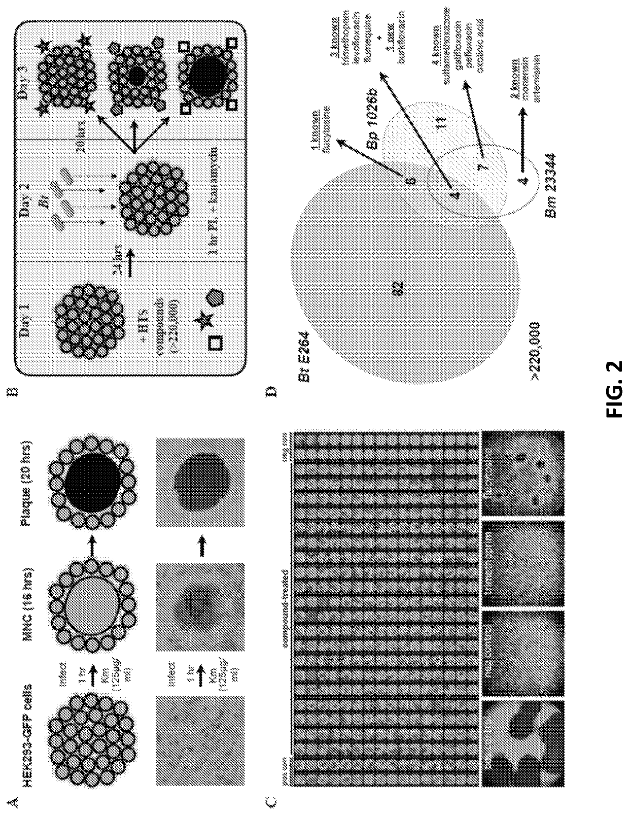 Discovery of novel Anti-infectives for gram negative pathogens