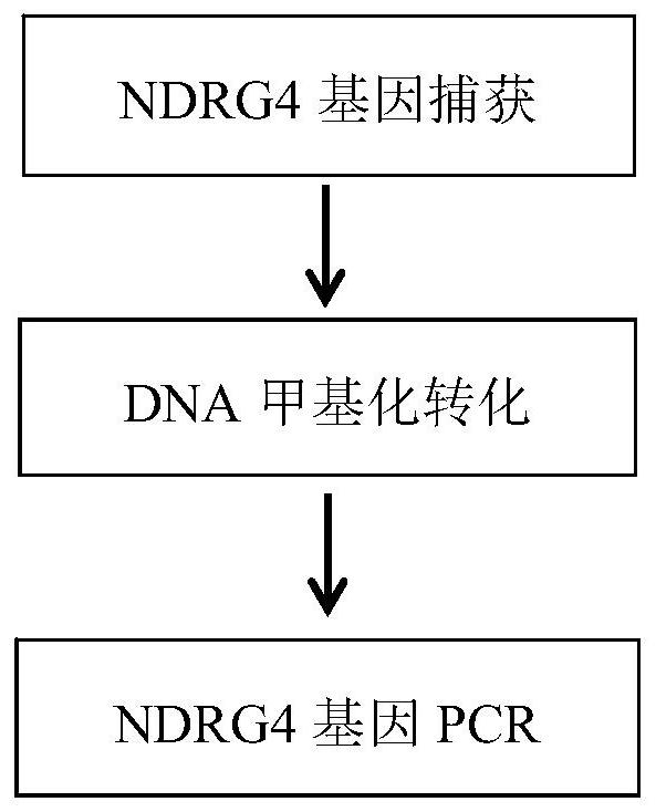 Multigene prediction model of colorectal tumors based on ngs technology in stool DNA