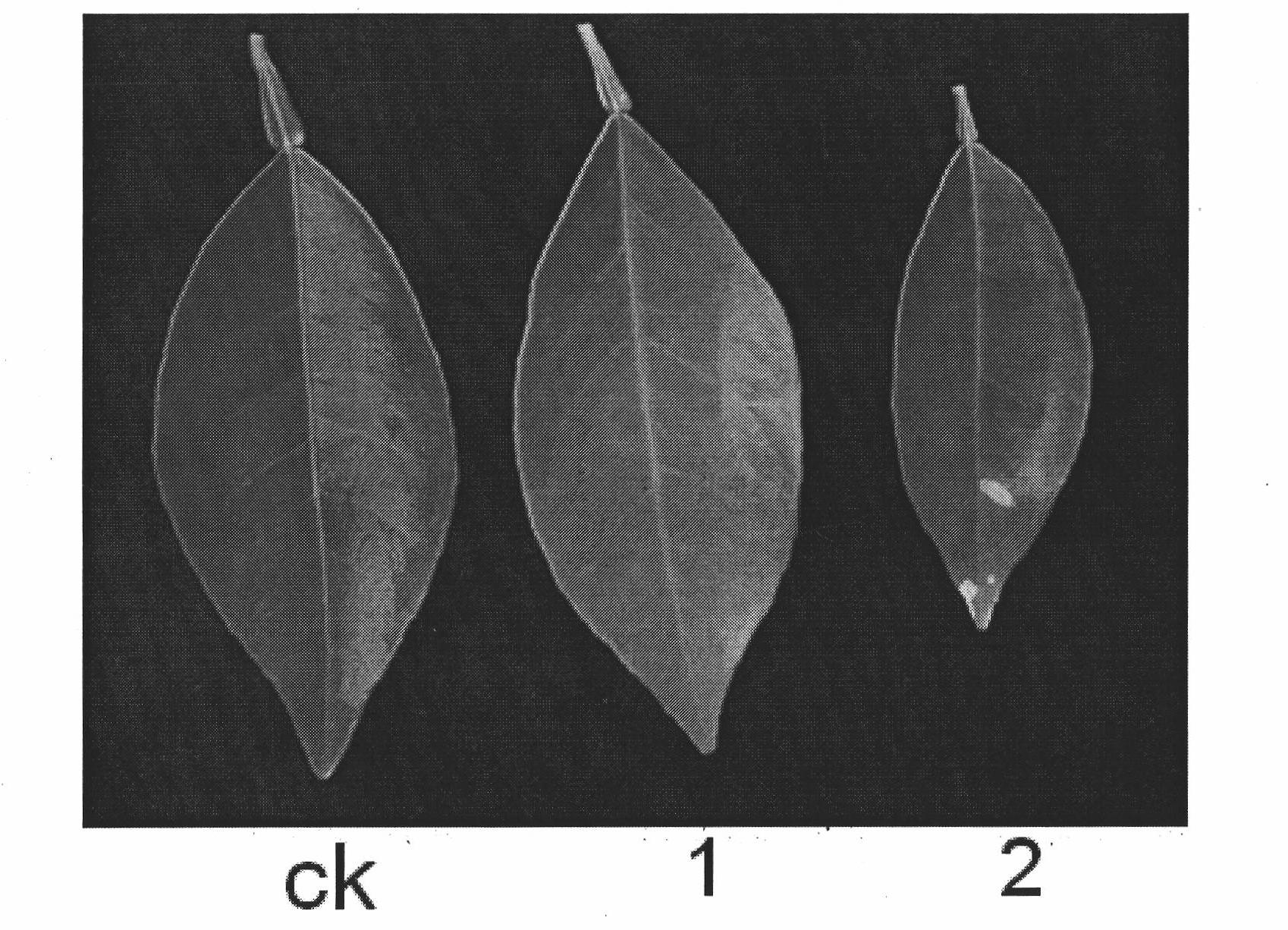 Separation and application of salicylic acid-induced citrus sinensis osbeck promoter GSTU19P