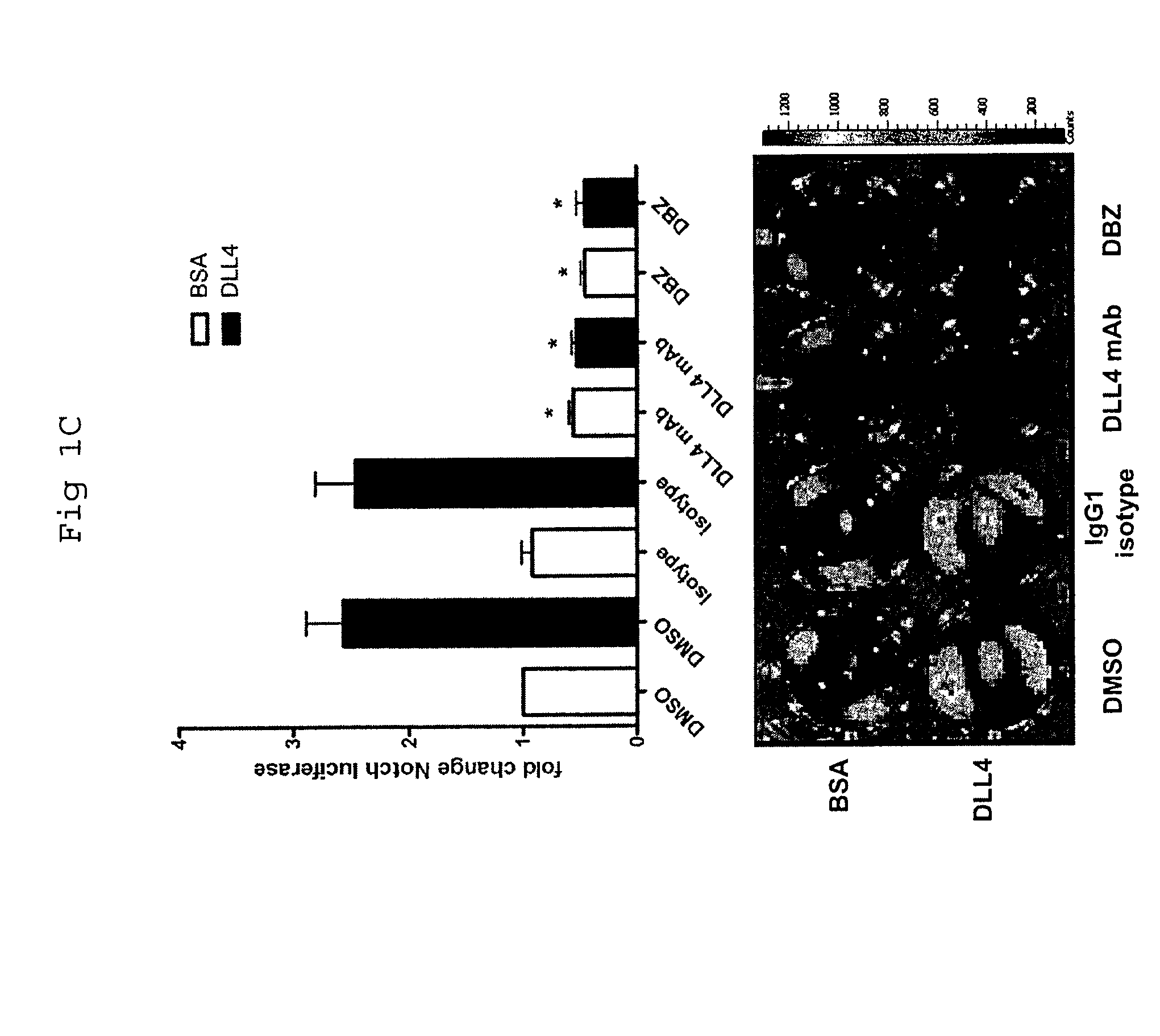 Methods of enhancing the response to radiation in tumor therapy using anti-DLL4 antibodies