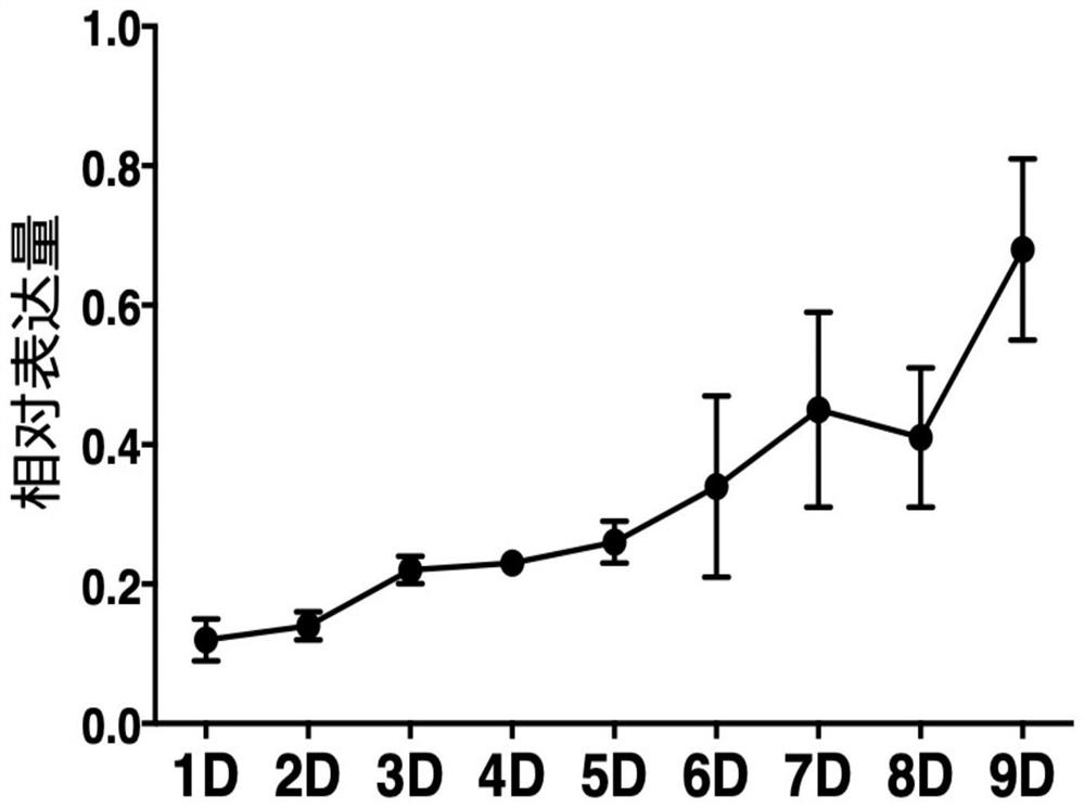 dsRNA, coding gene, preparation method and application thereof designed based on sex pheromone receptor gene or5m of Periplaneta americana