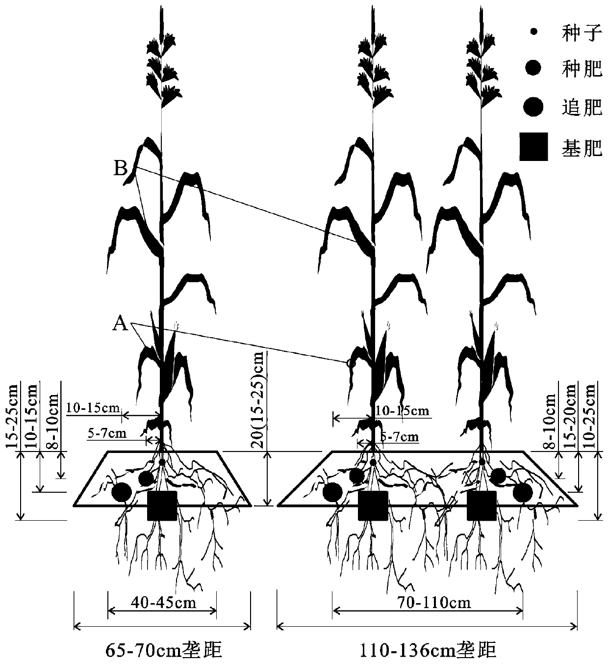 Fertilizing method for improving lodging resistance and seed quality of corn in cold regions