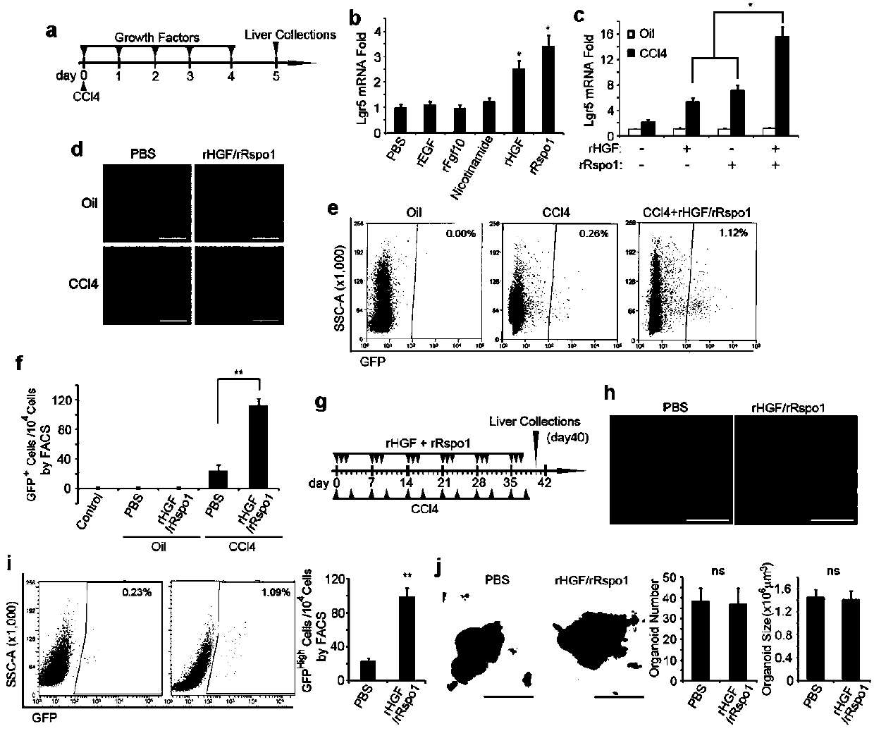 Method and application of co-inducing the increase of endogenous lgr5+ liver stem cells