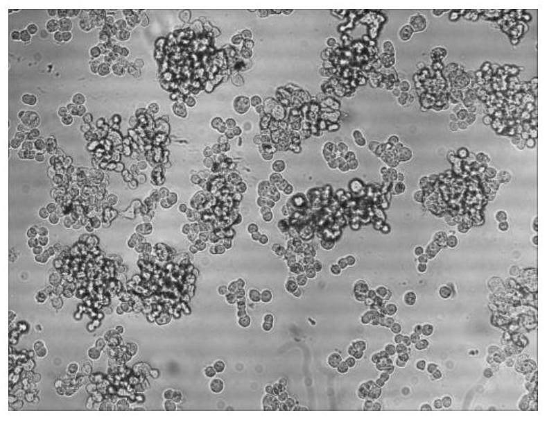 A method for preparing mink distemper antigen protein complex, antigen protein complex and application thereof