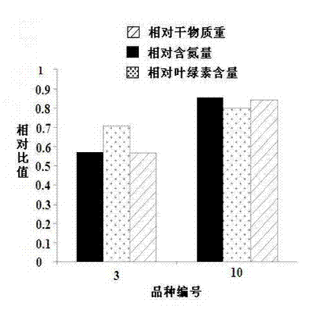 Method for screening variety with highest nitrogen use ratio from various cut-flower chrysanthemum varieties