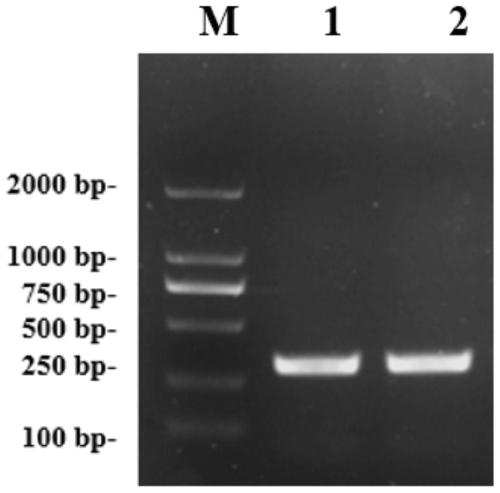 R.solani AG1-IA pathogenic related gene and application thereof
